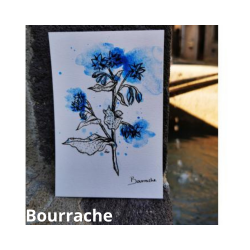 Cartes Postales Aquarelle et brou de noix